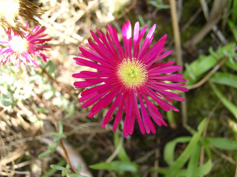 Lampranthus Roseus
